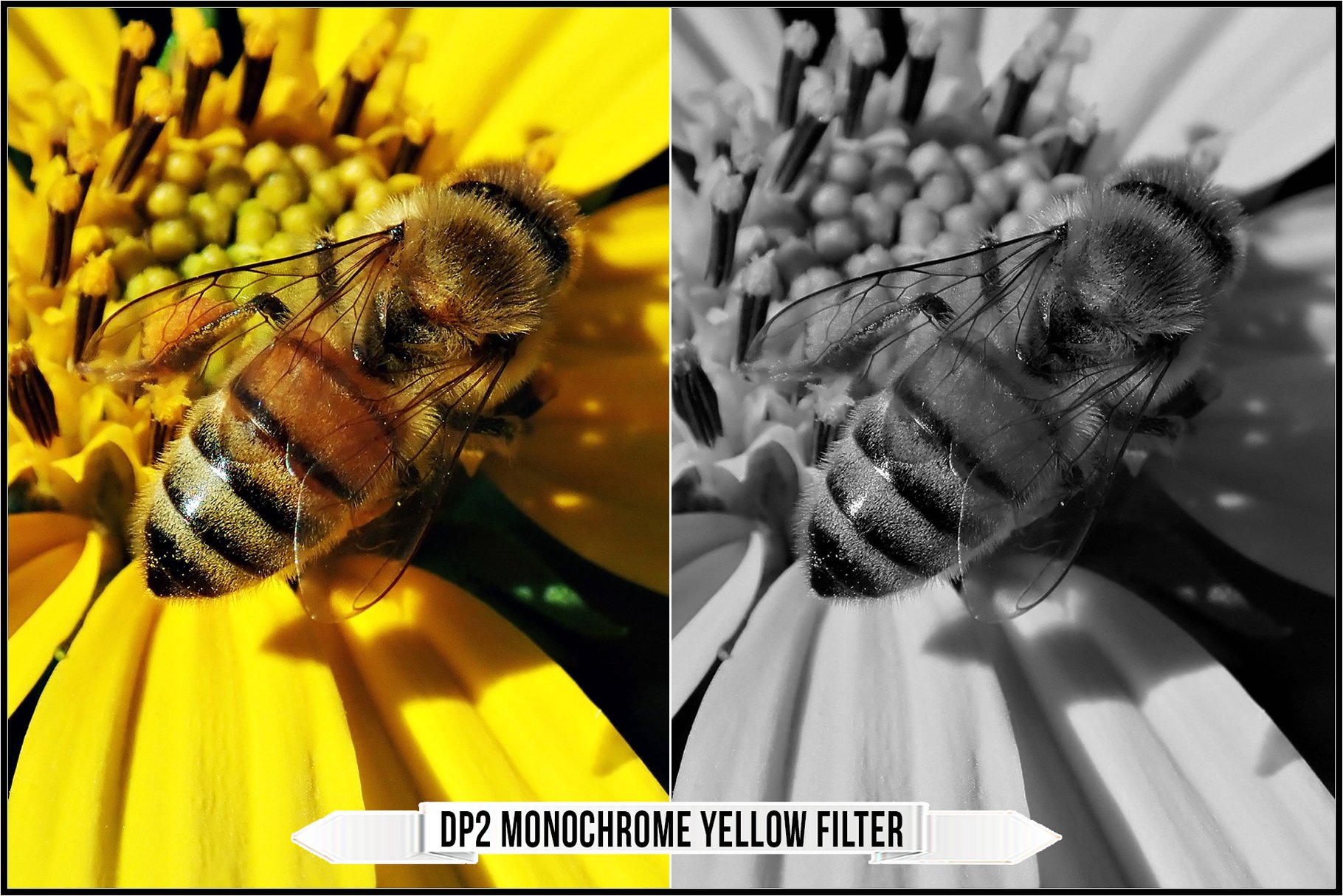 dp2 monochrome yellow filter 950