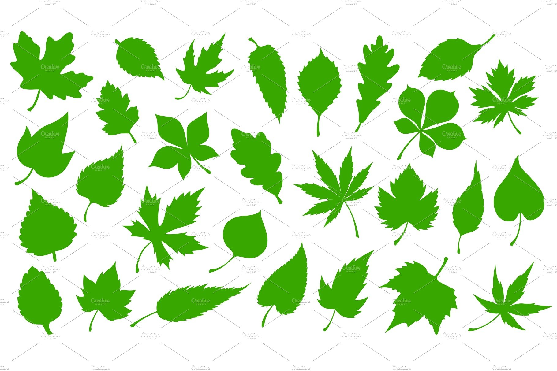 Collection of green leaves on a white background.