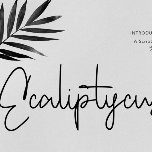 Ecaliptycus Script Font cover image.