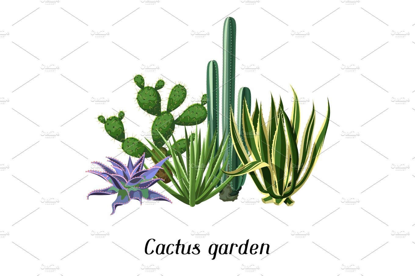 Variety of cactuses and succulents on a white background.