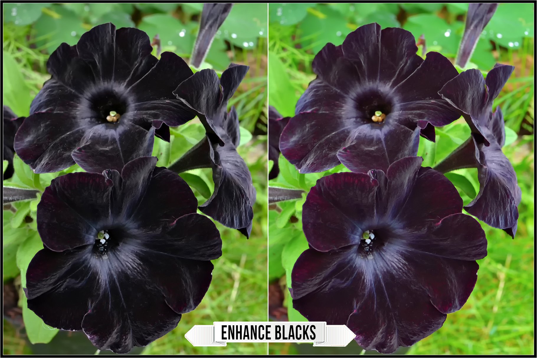 enhance blacks 827