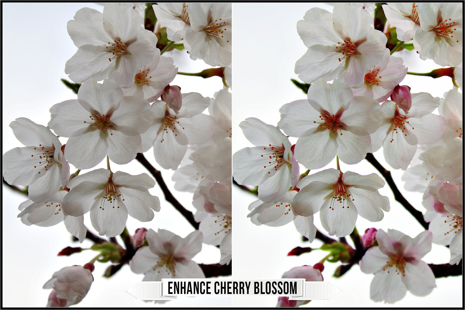 enhance cherry blossom 165