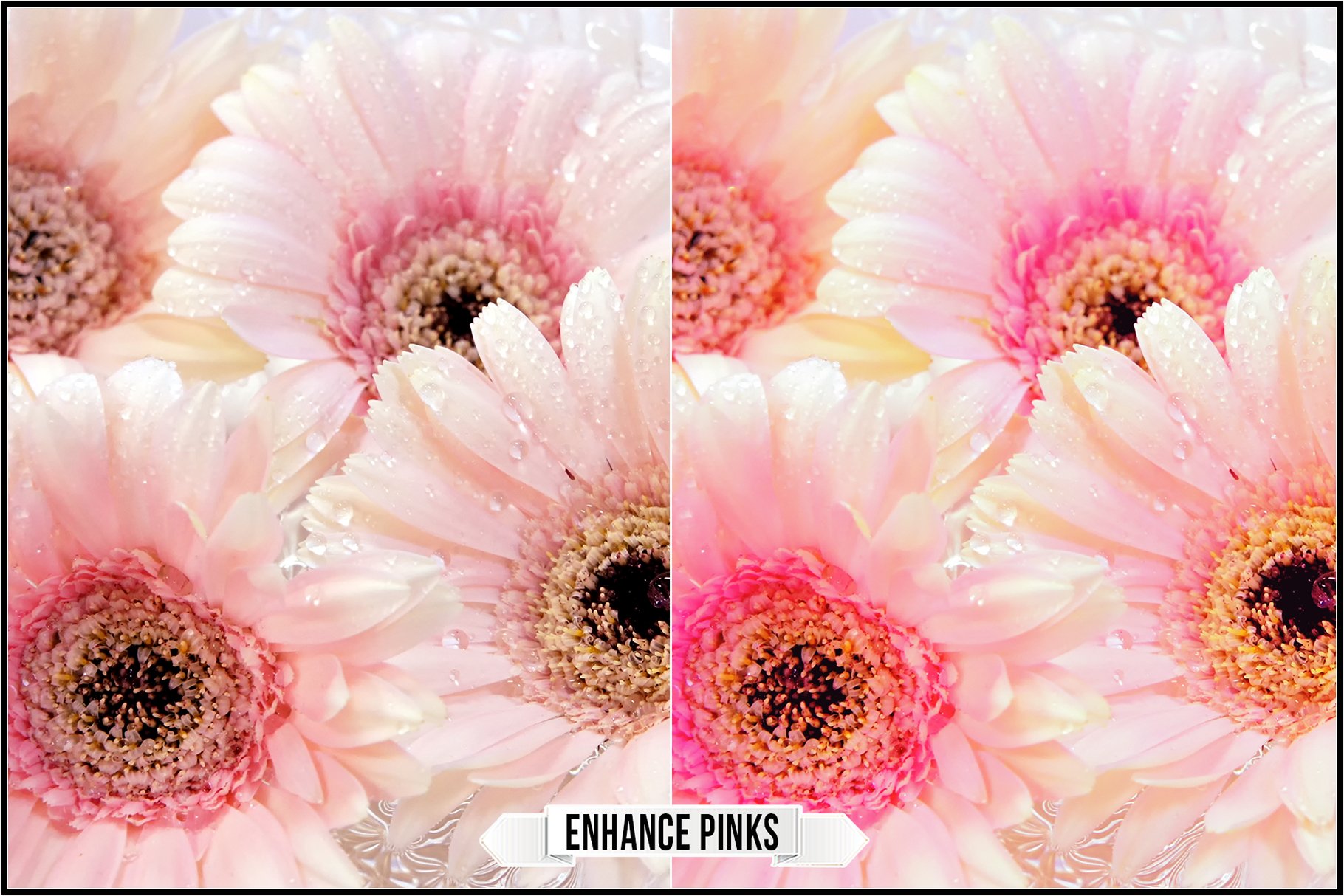 enhance pinks 684