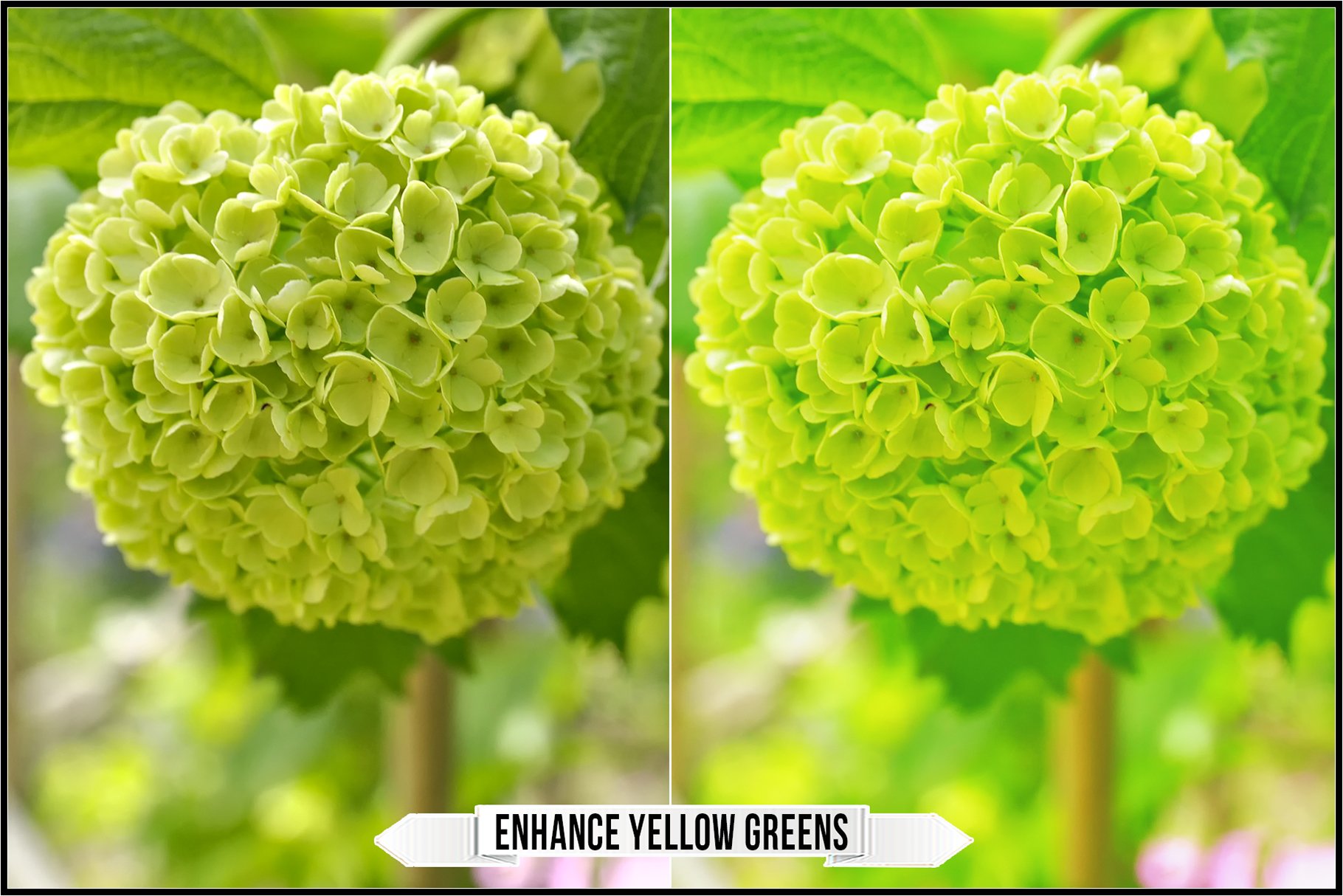 enhance yellow greens 381