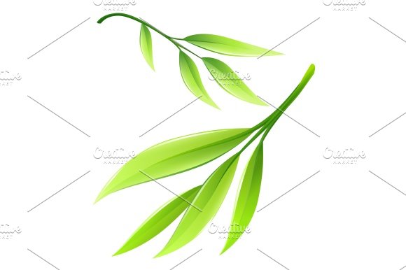 Green leaf on a white background.