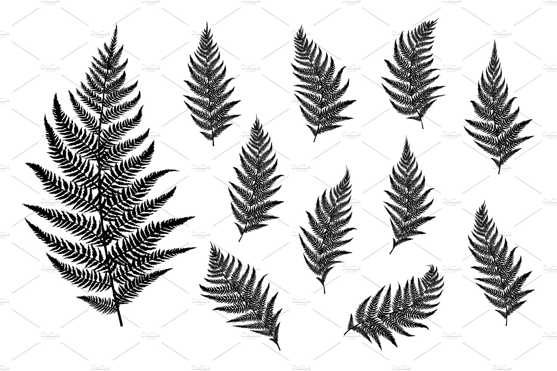 Collection of fern leaves.