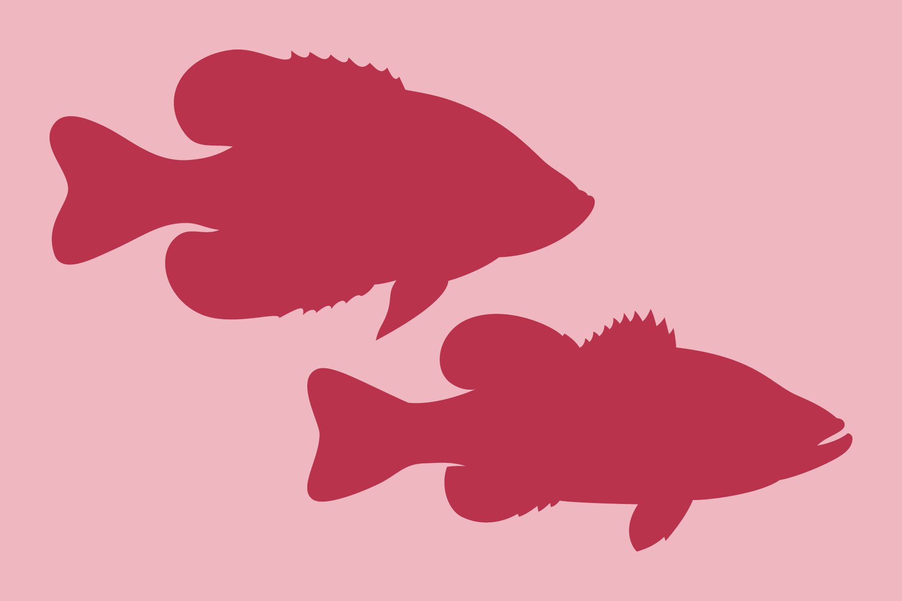 fish fresh banners 04 709