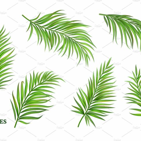 Green vector palm branches. cover image.