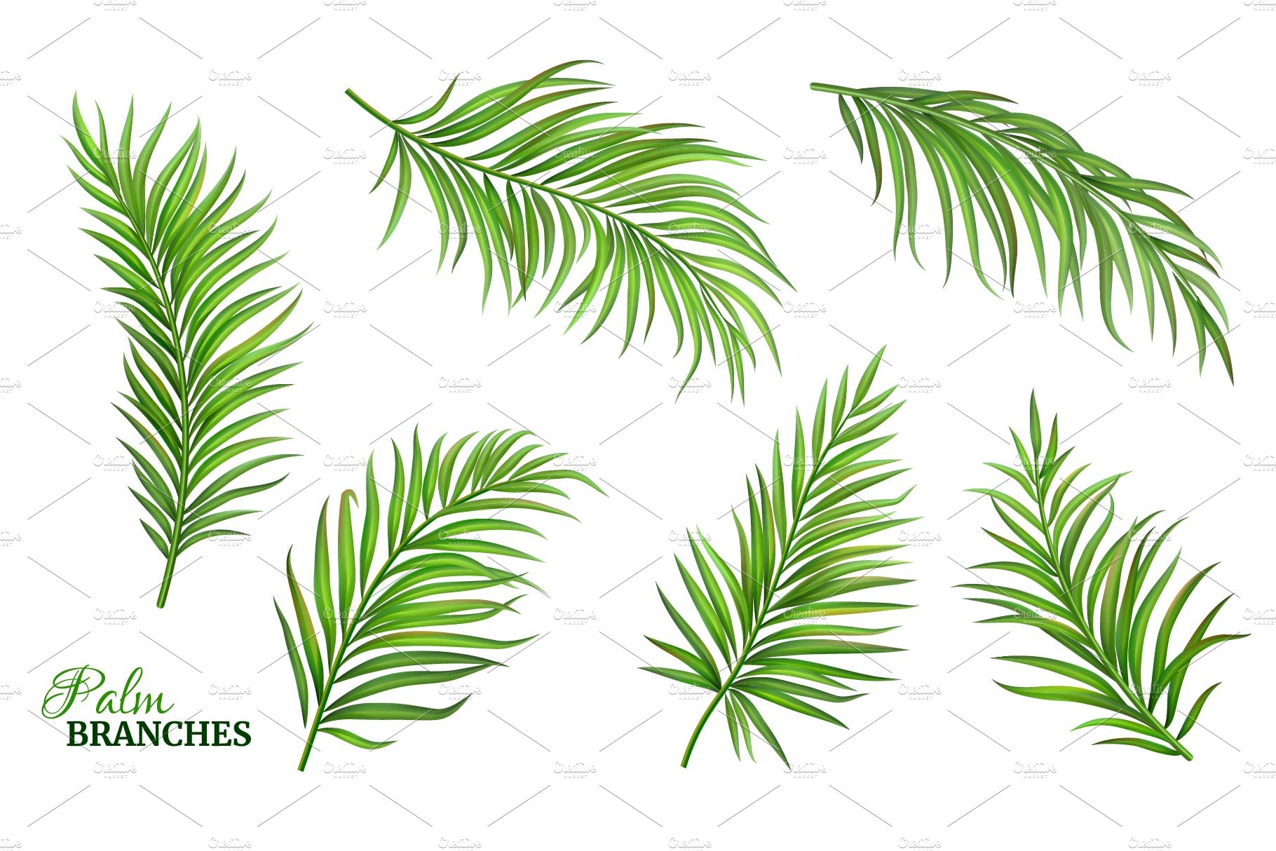 Green vector palm branches. cover image.
