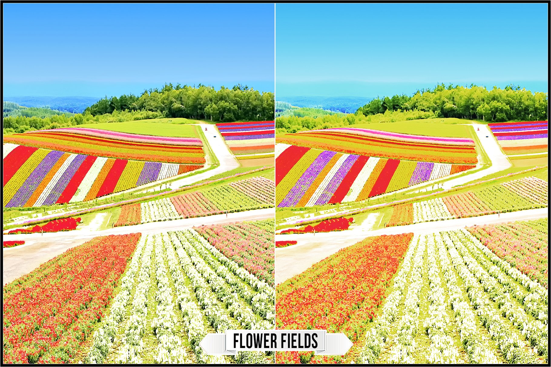 flower fields 820