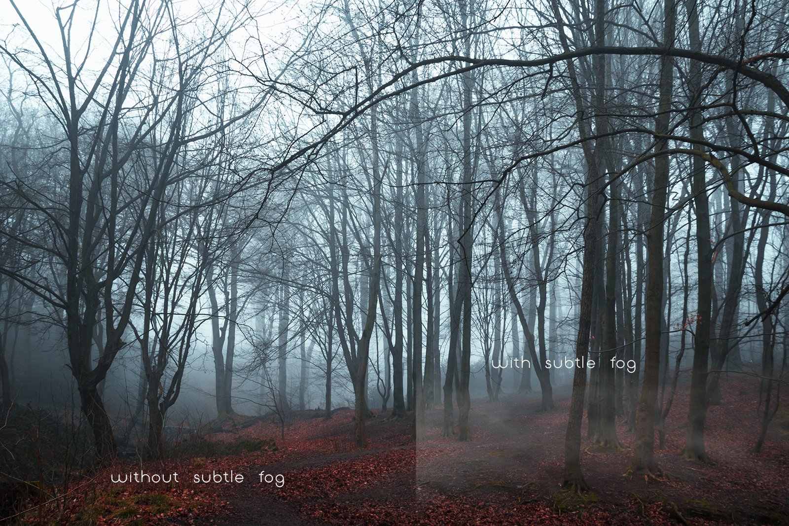 foggy forest 223