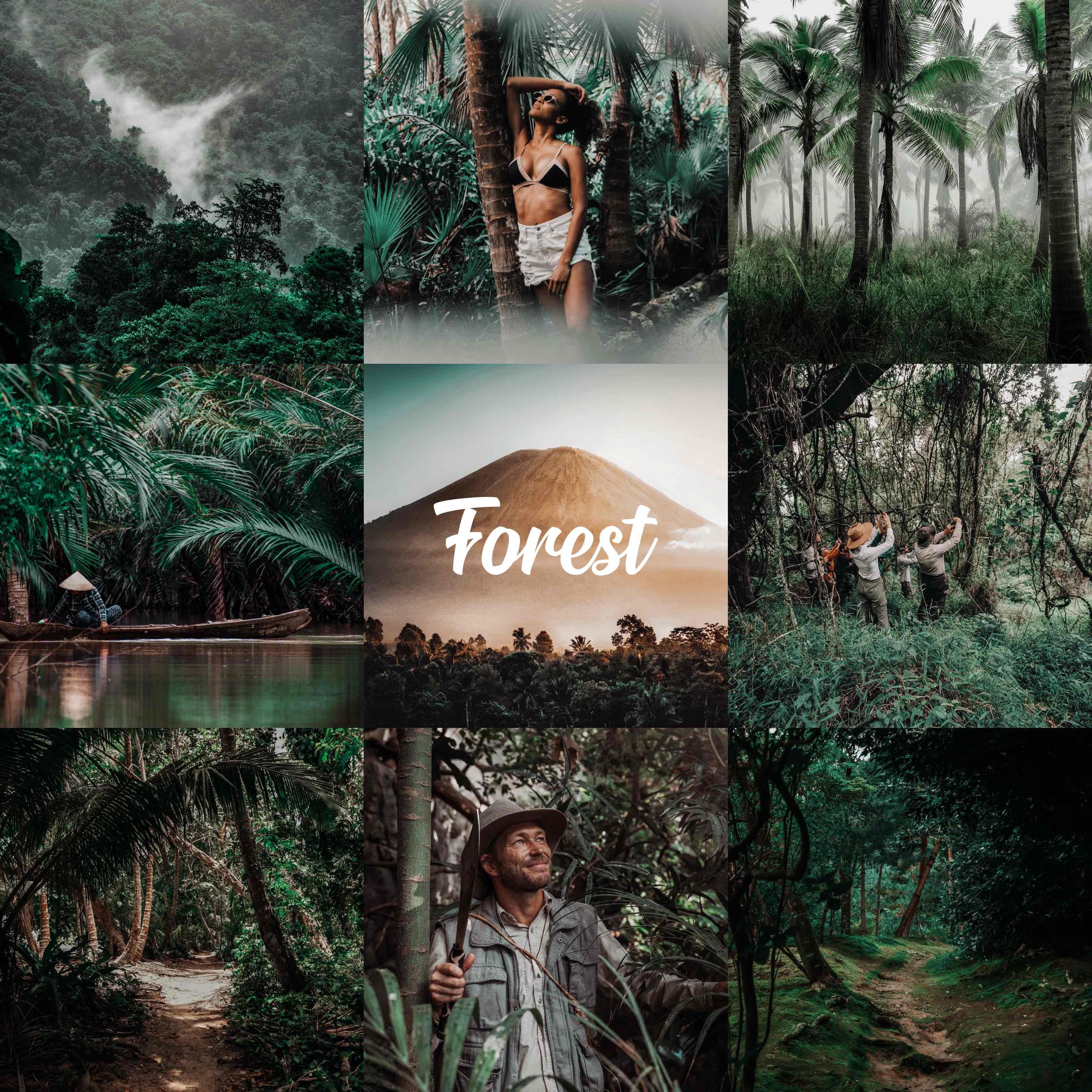 Forest Collection - Desktop & Mobilecover image.