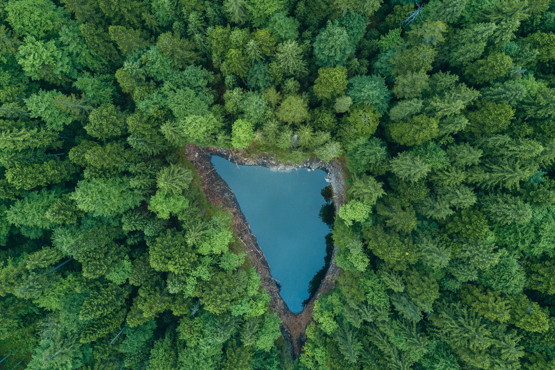 forest colors dji 0079 2 21