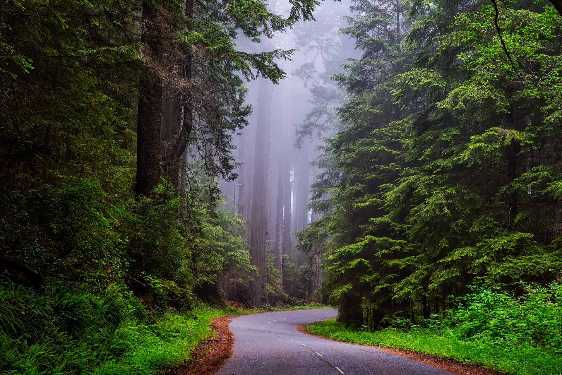 forest colors redwood national park 1587301 2 690