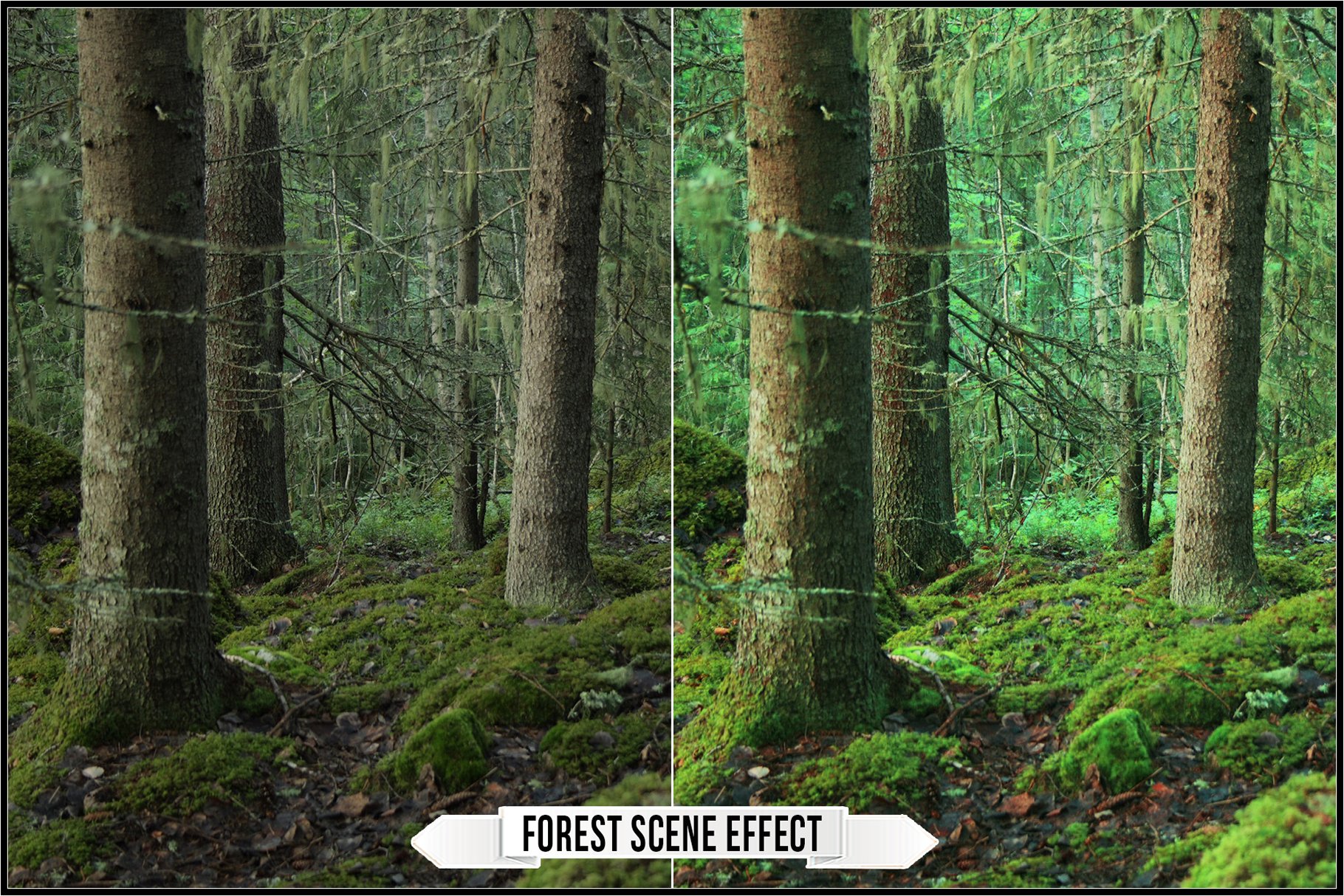 forest scene effect 718