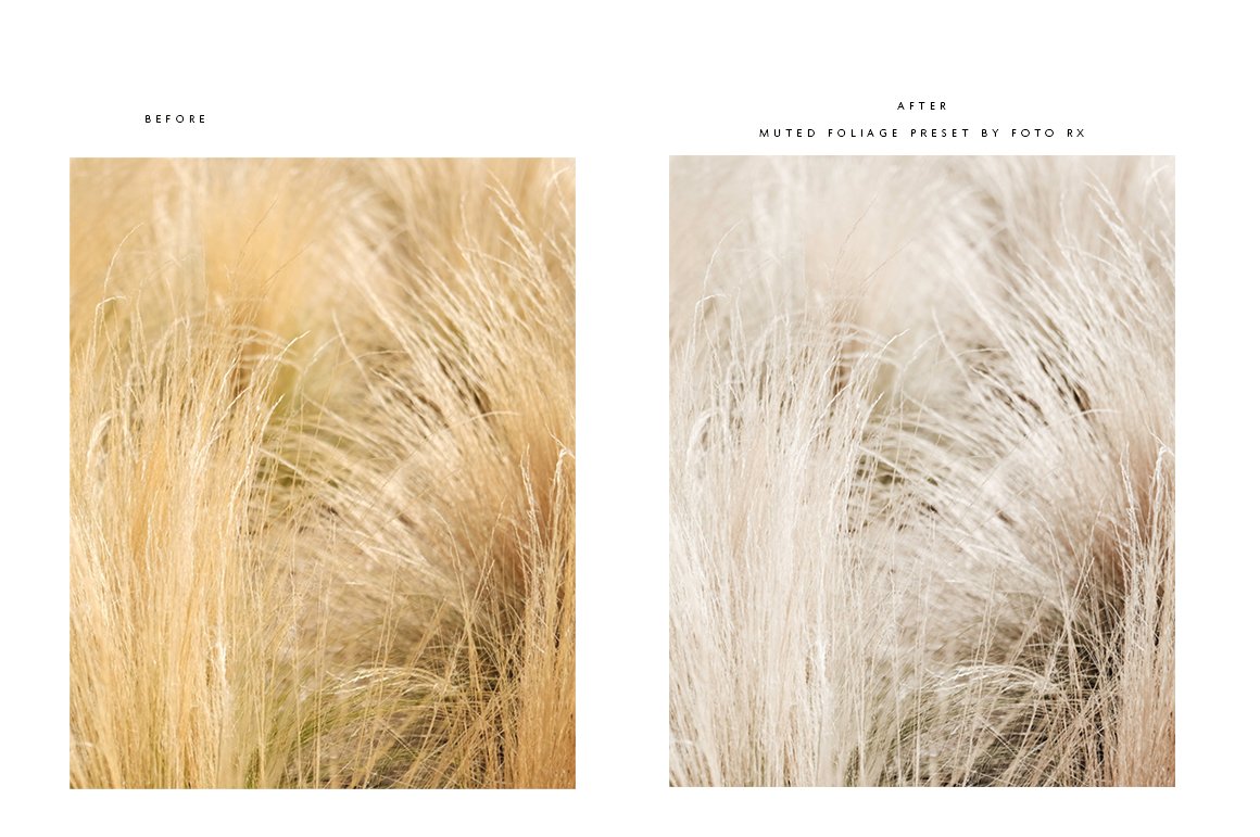 foto rx mm presets muted foliage before and afters cm 807