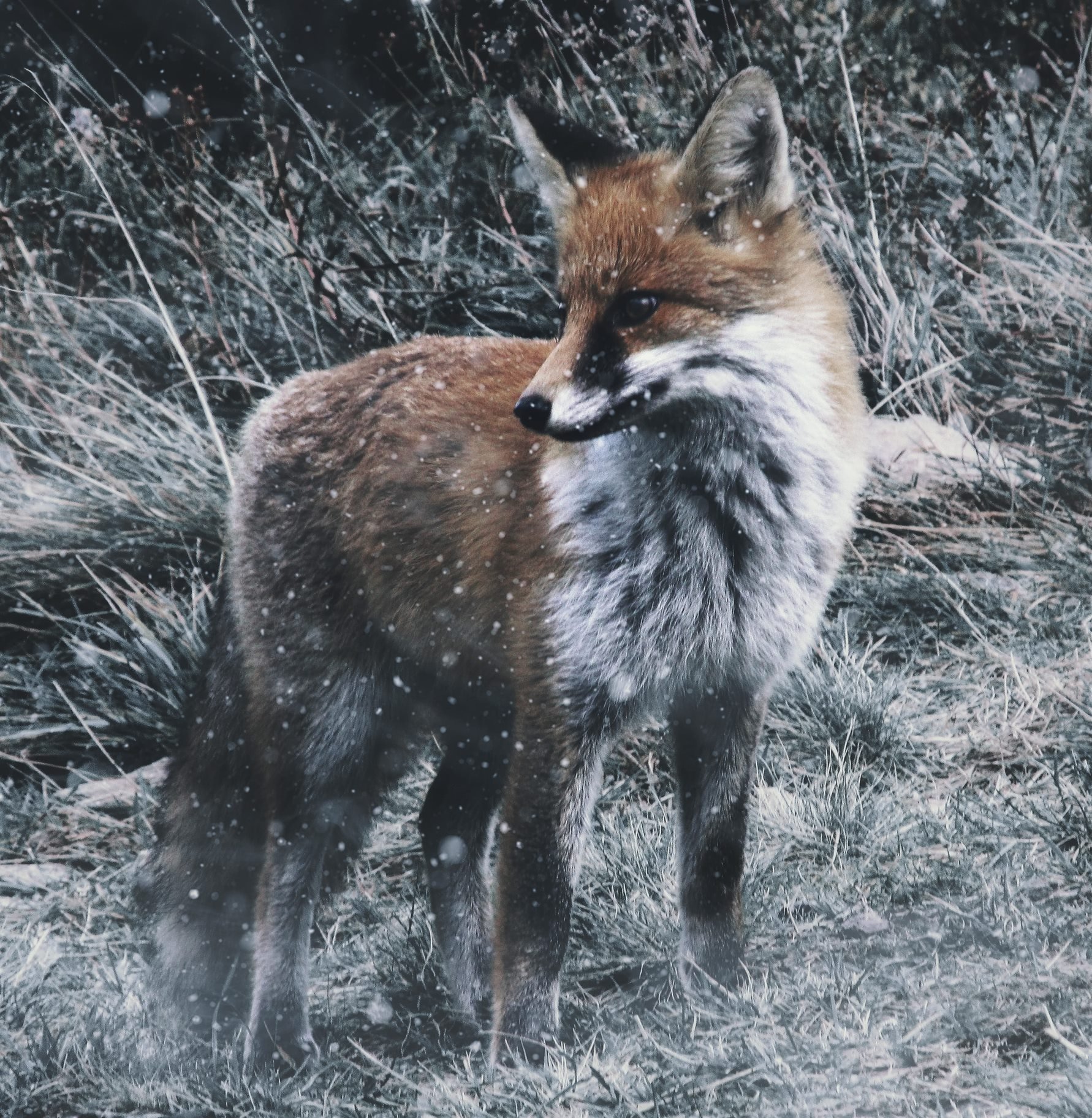 fox 976