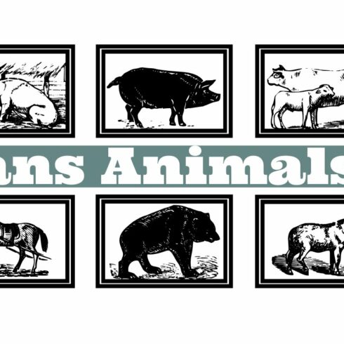 Gans Animals cover image.