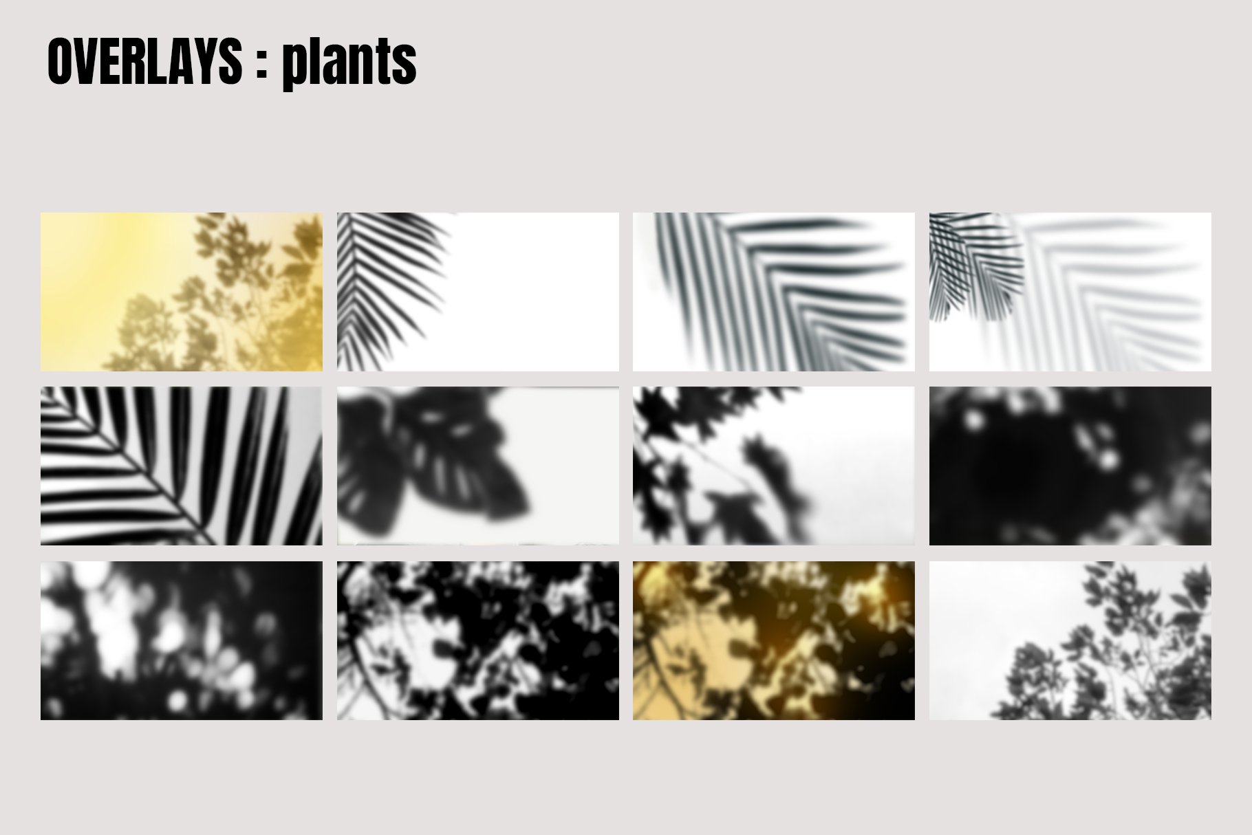 glodenlight plants 204
