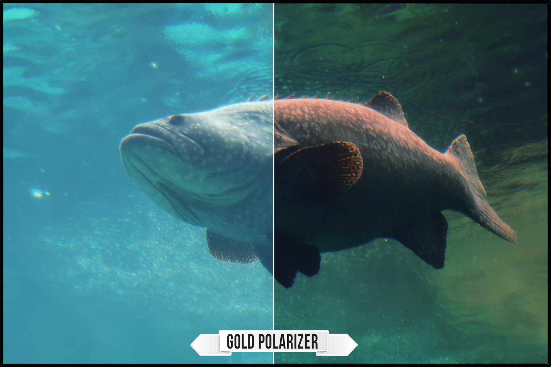 gold polarizer 1 489