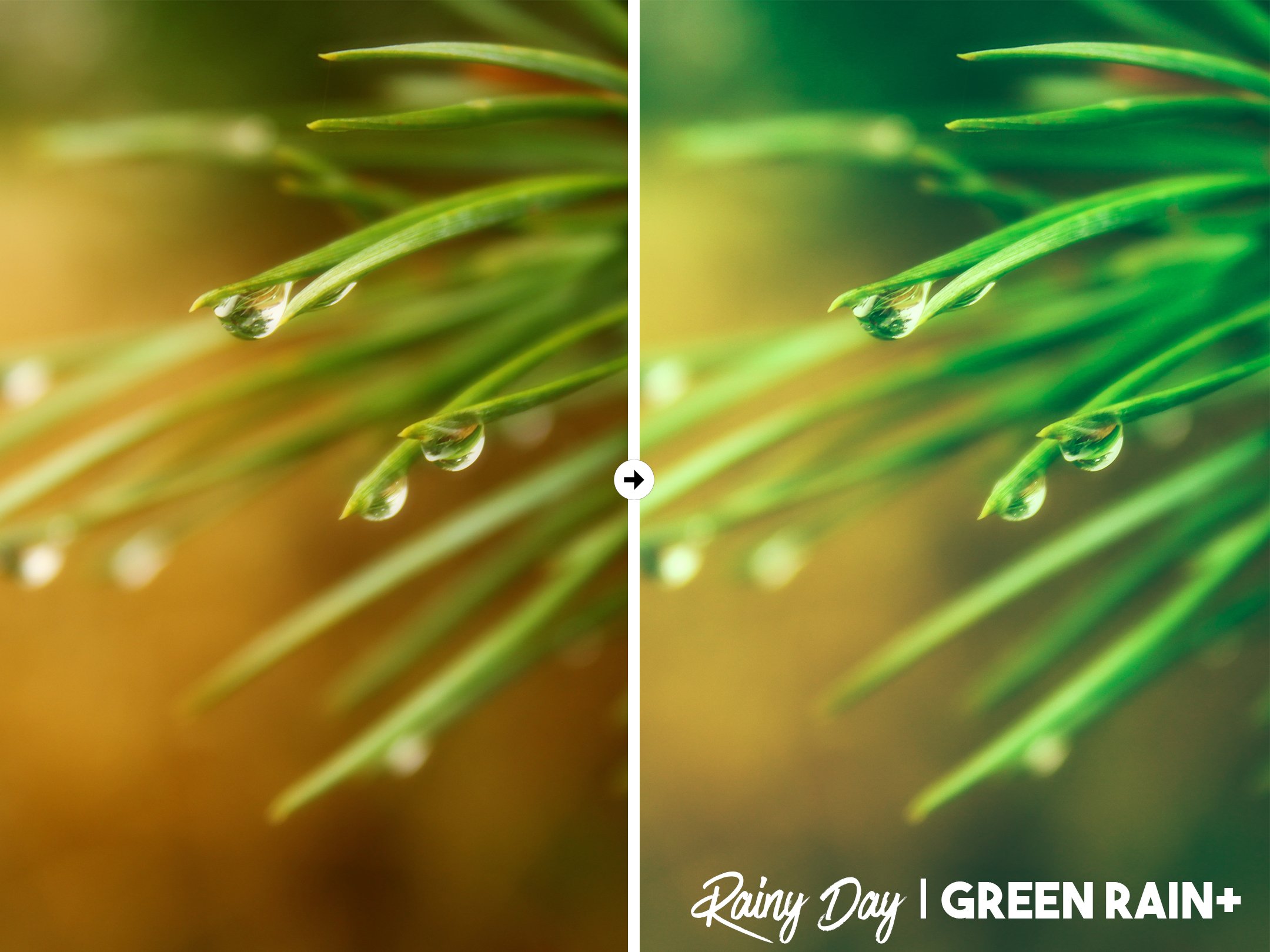 green rain 569