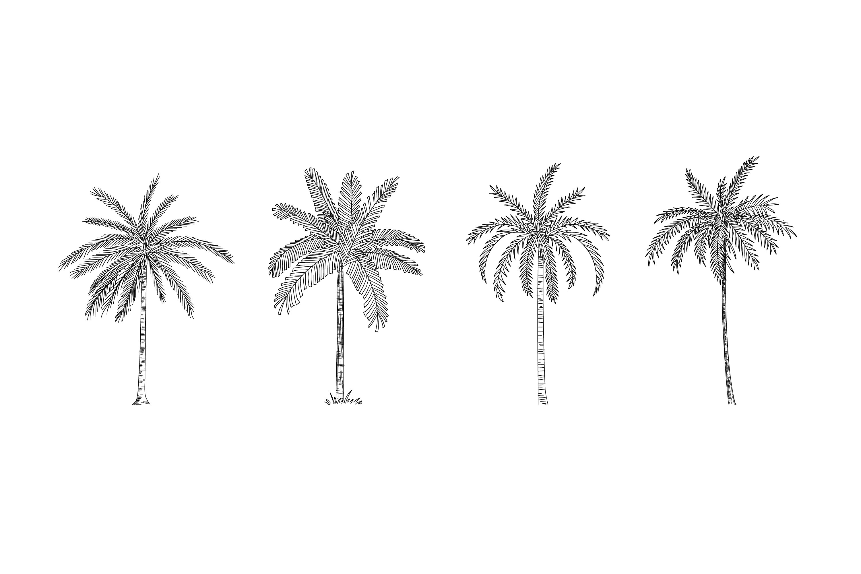 Drawing of three palm trees on a white background.