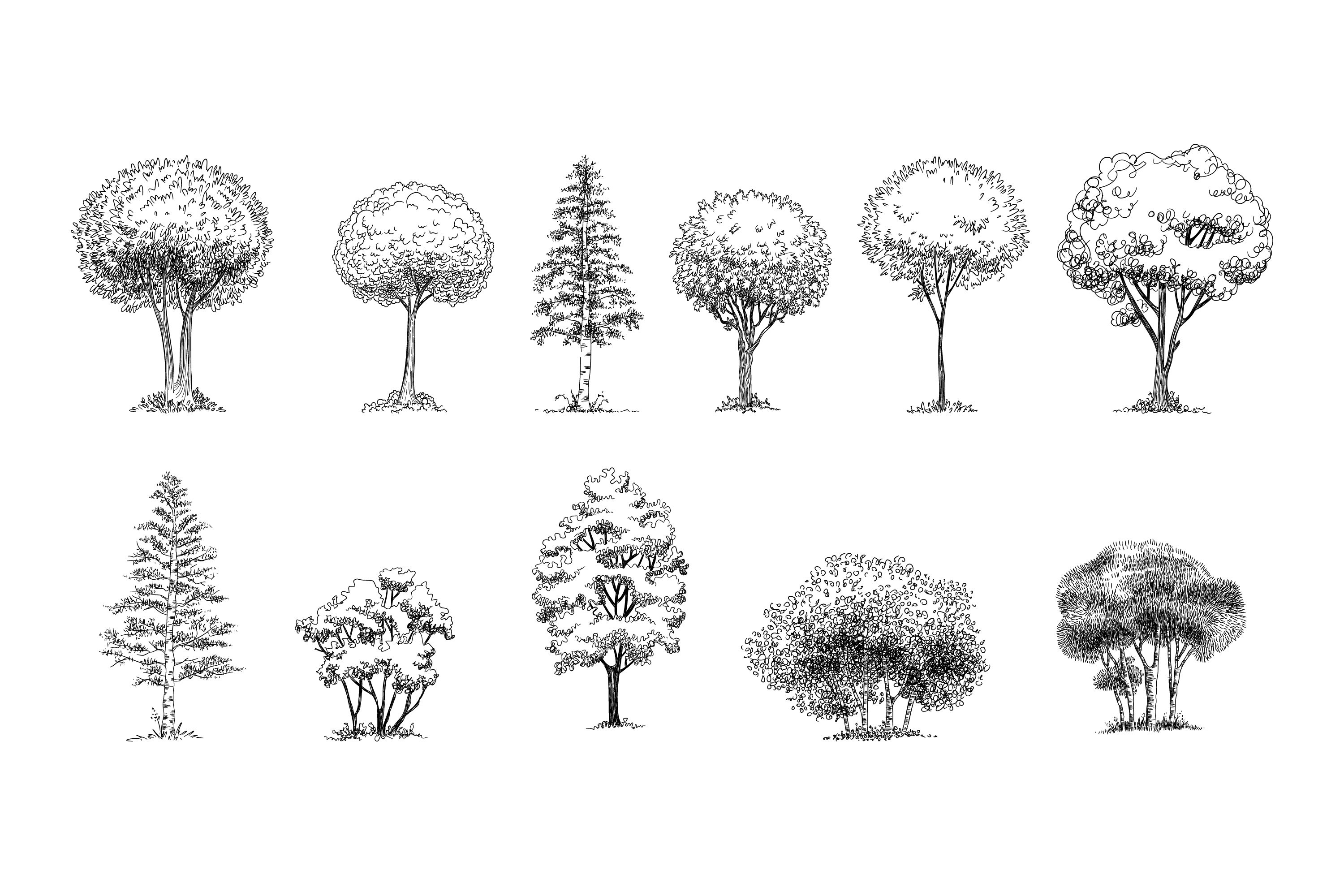Bunch of trees that are drawn in pencil.