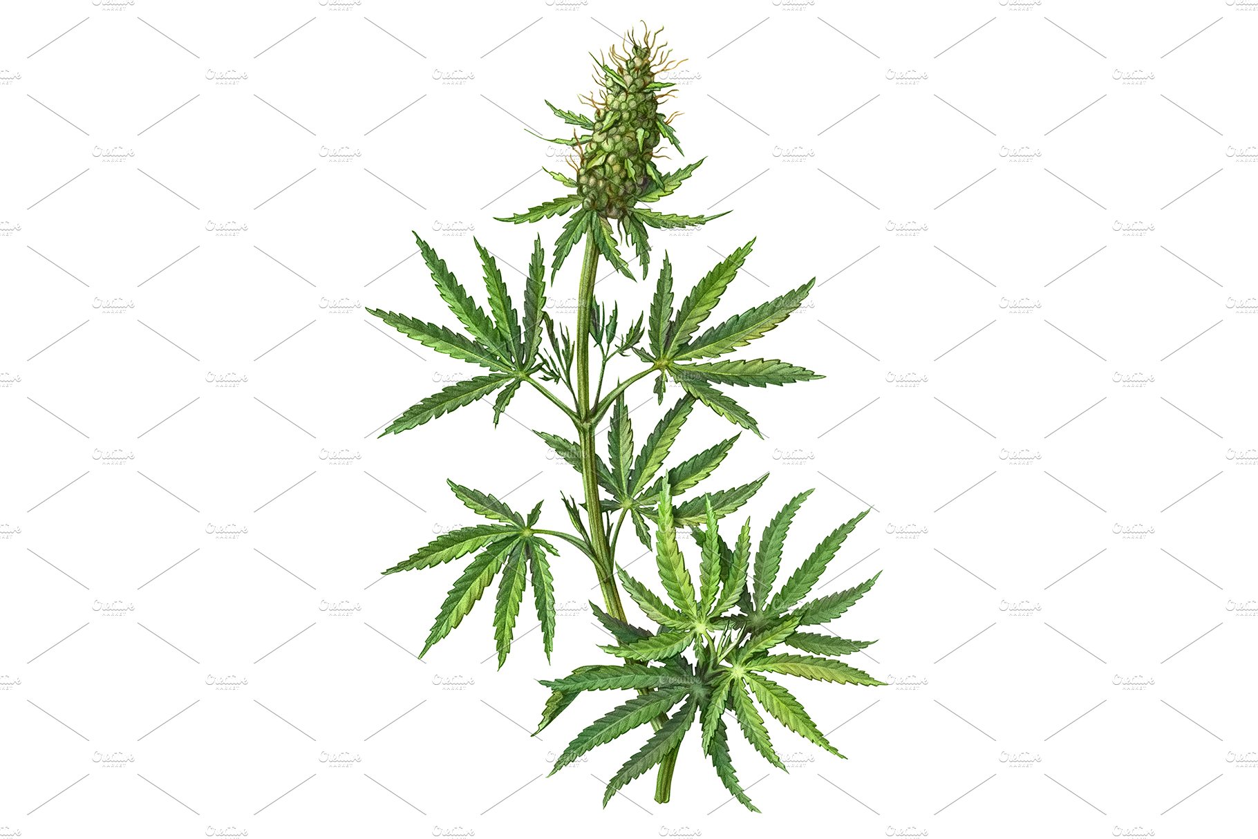 Cannabis Plant Drawing Isolated cover image.