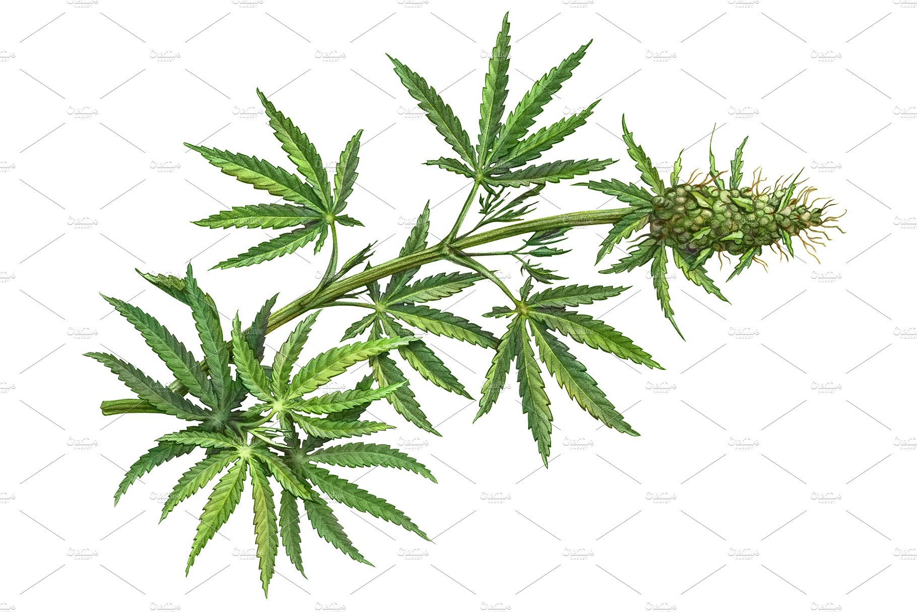 Marijuana or cannabis drawing set plant Royalty Free Vector