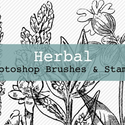 Herbal Photoshop Brushes and Stampscover image.