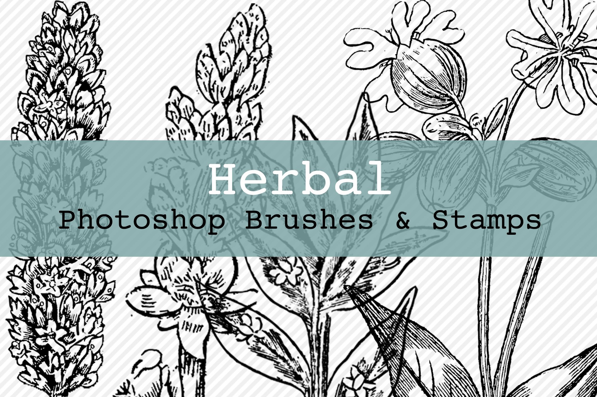 Herbal Photoshop Brushes and Stampscover image.