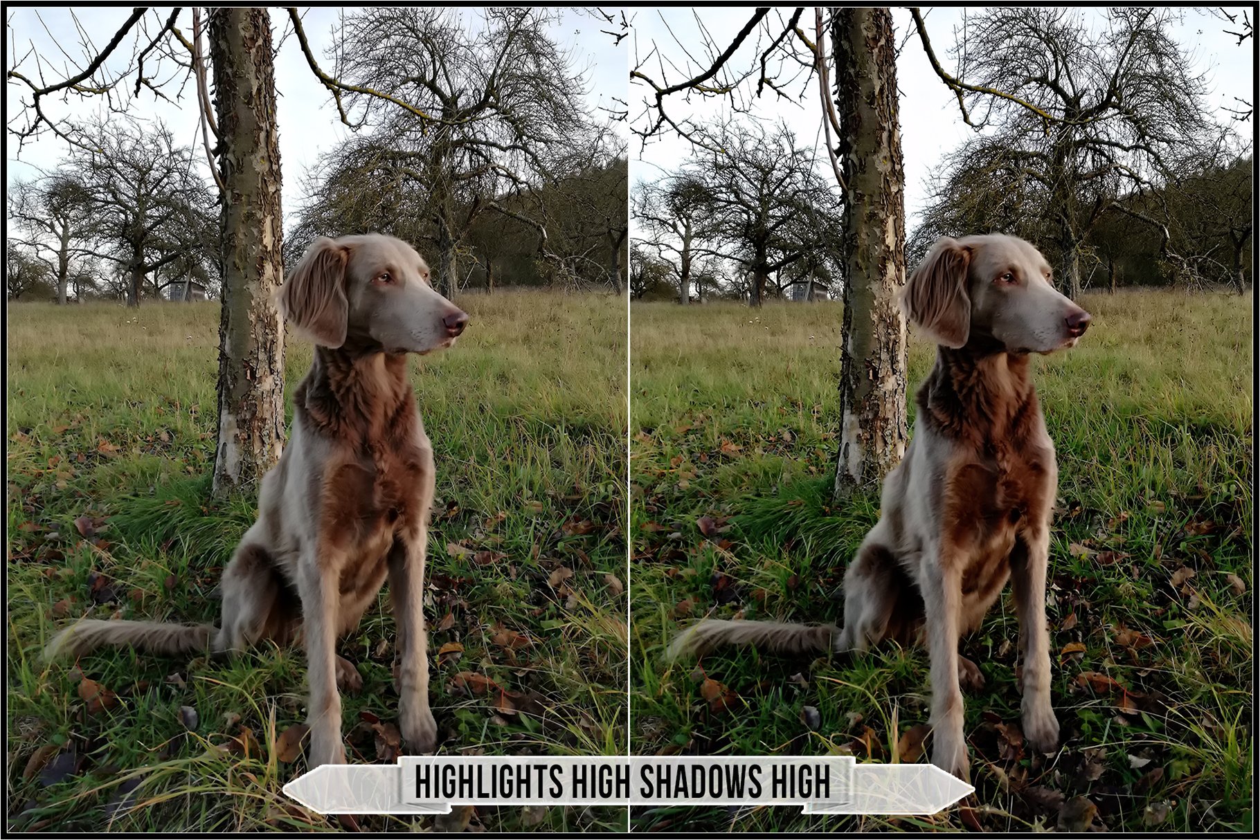 highlights high shadows high 372