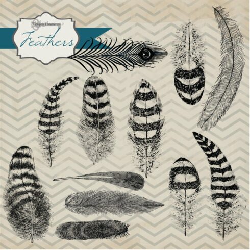 Feathers Clipartcover image.