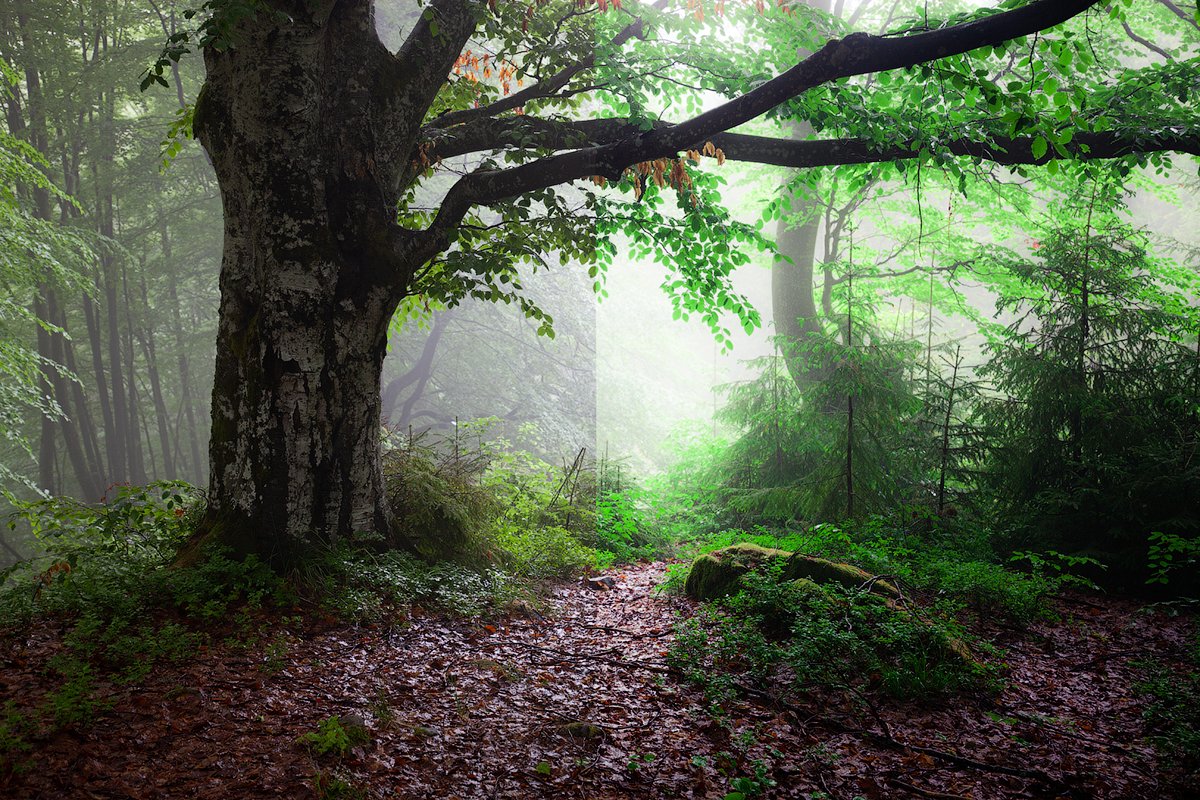 Magic woodland-SUMMER for Lightroompreview image.