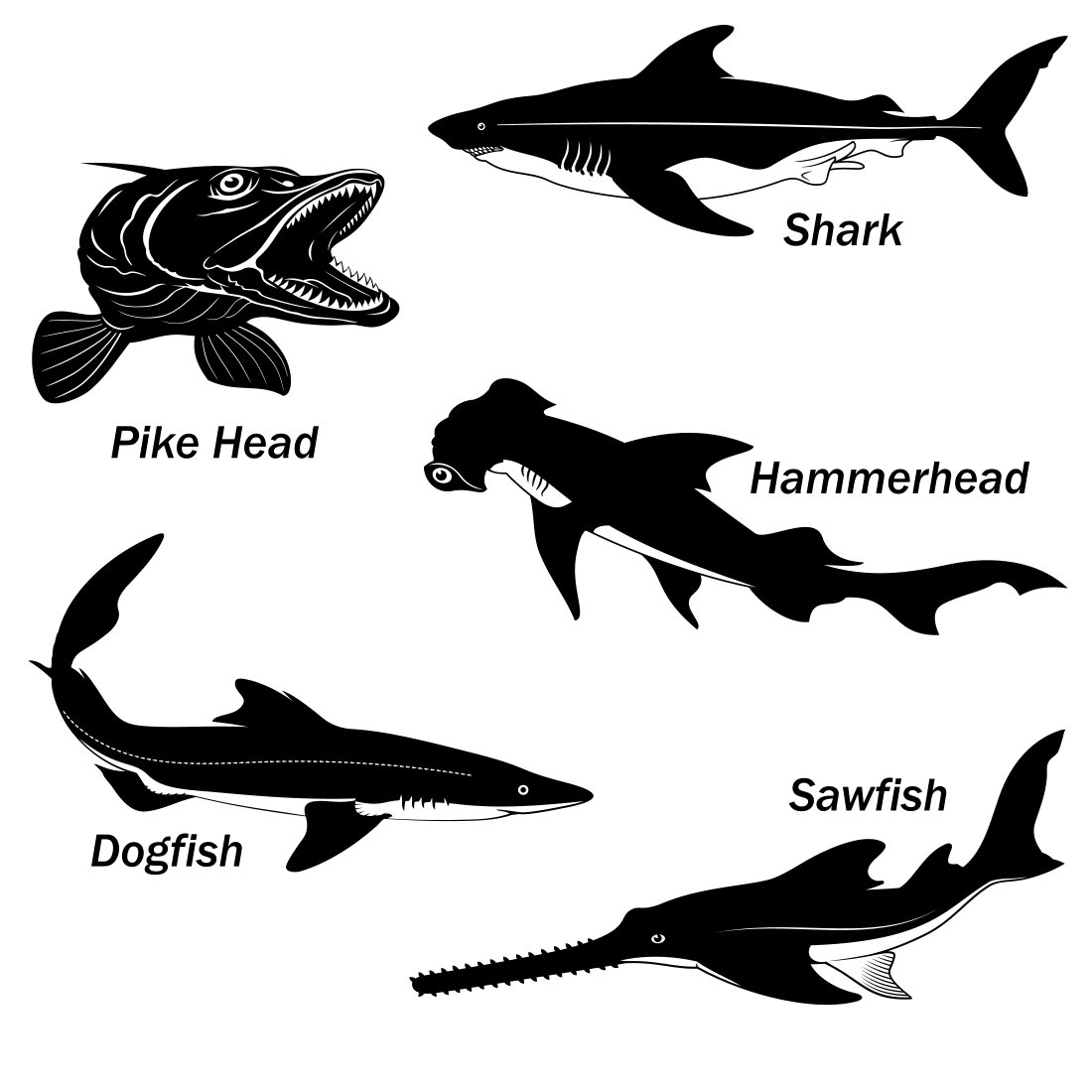 Four different types of sharks are shown in black and white.