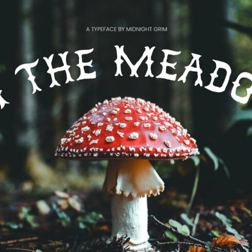 In the Meadow cover image.