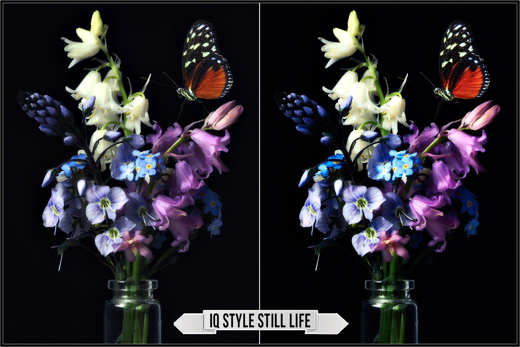 iq style still life 95