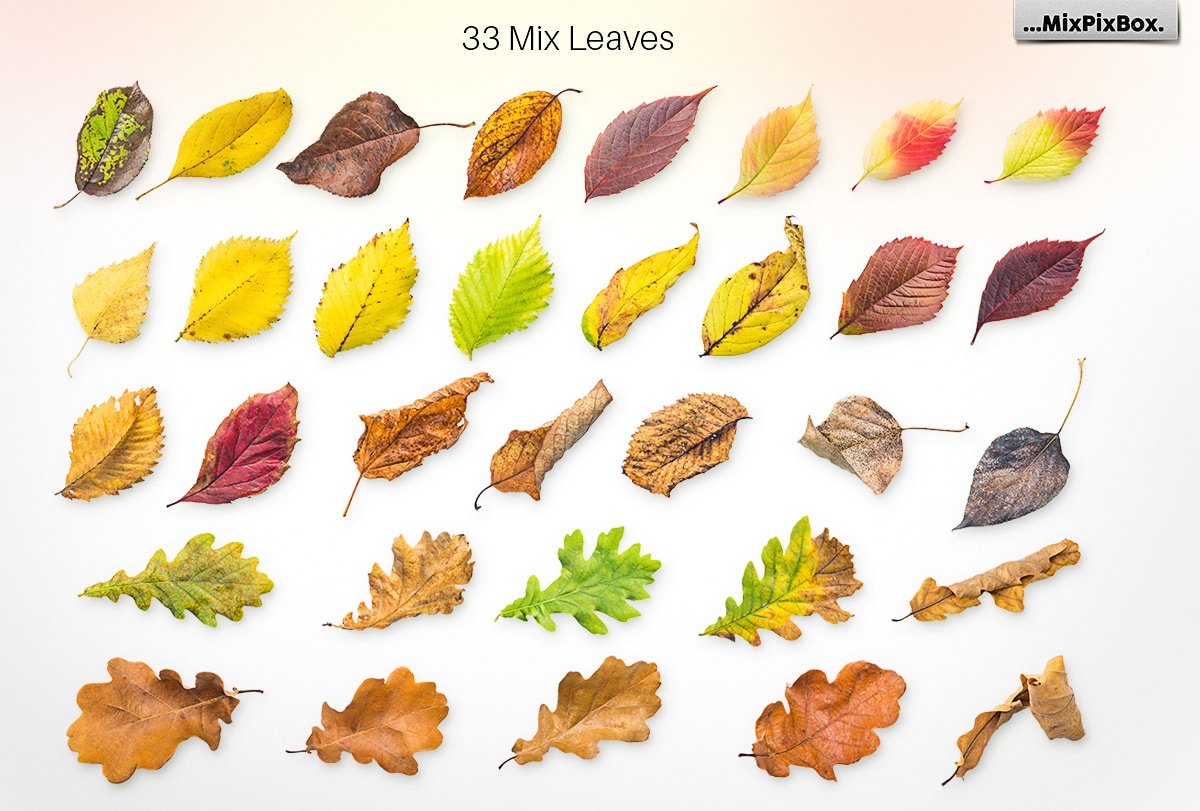Autumn Leaves -Png Elements & Scenespreview image.