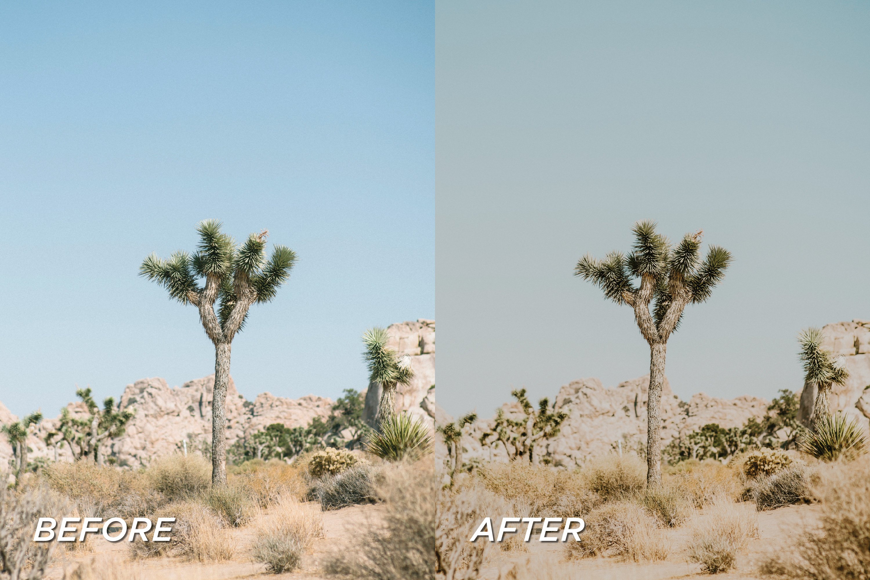 joshuatree 05 740