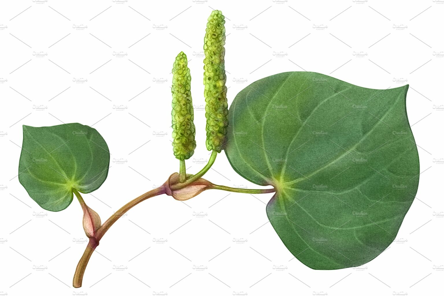Kawakawa Tree Branch Illustration MasterBundles