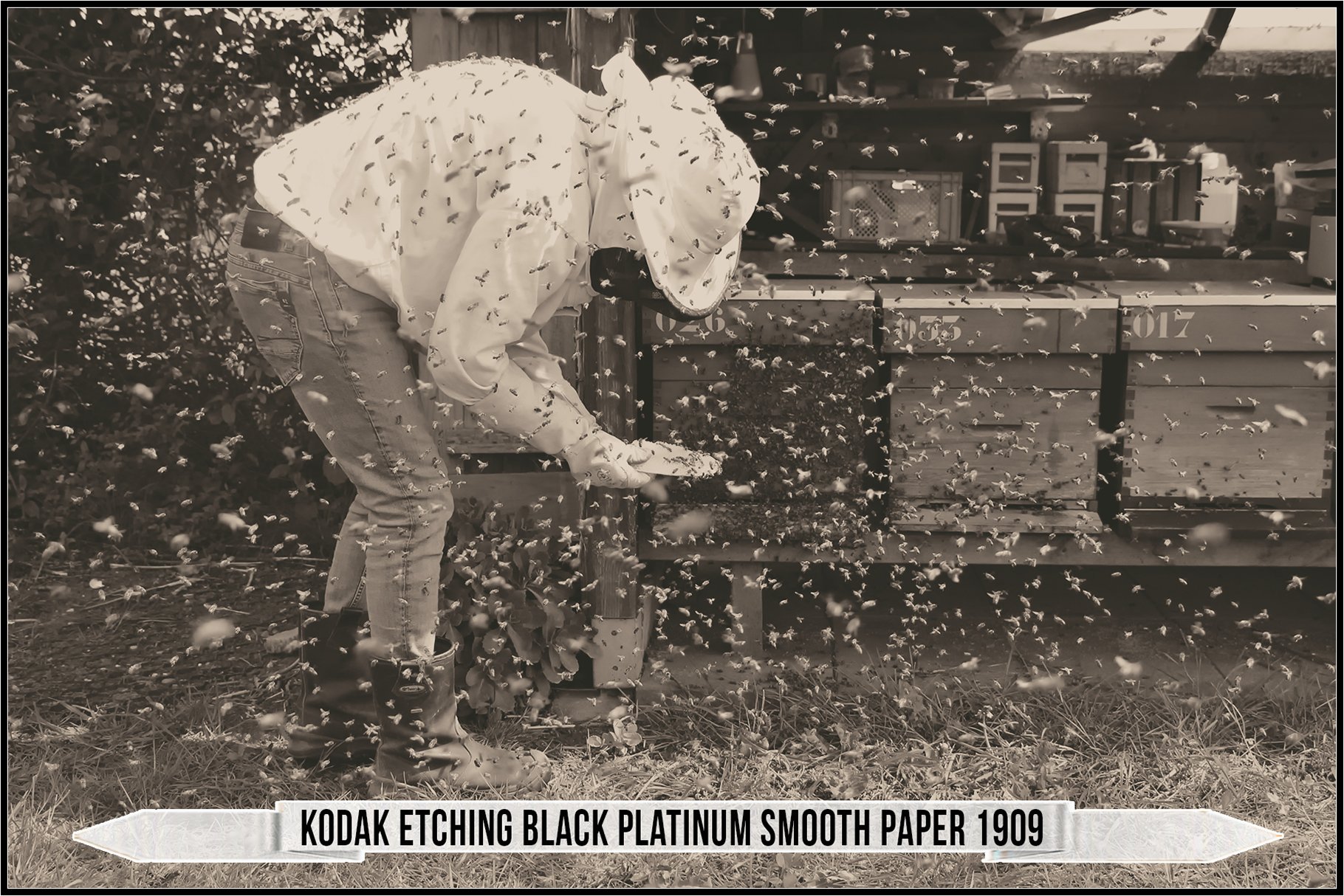 kodak etching black platinum smooth paper 1909 102