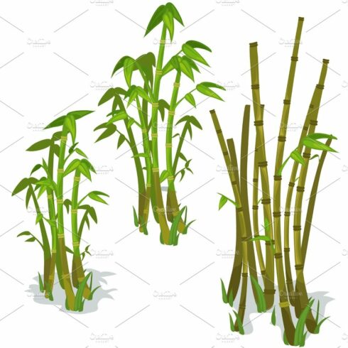 Bunch of green bamboo plants on a white background.