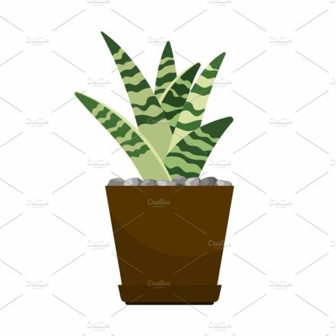 Potted plant with green leaves on a white background.