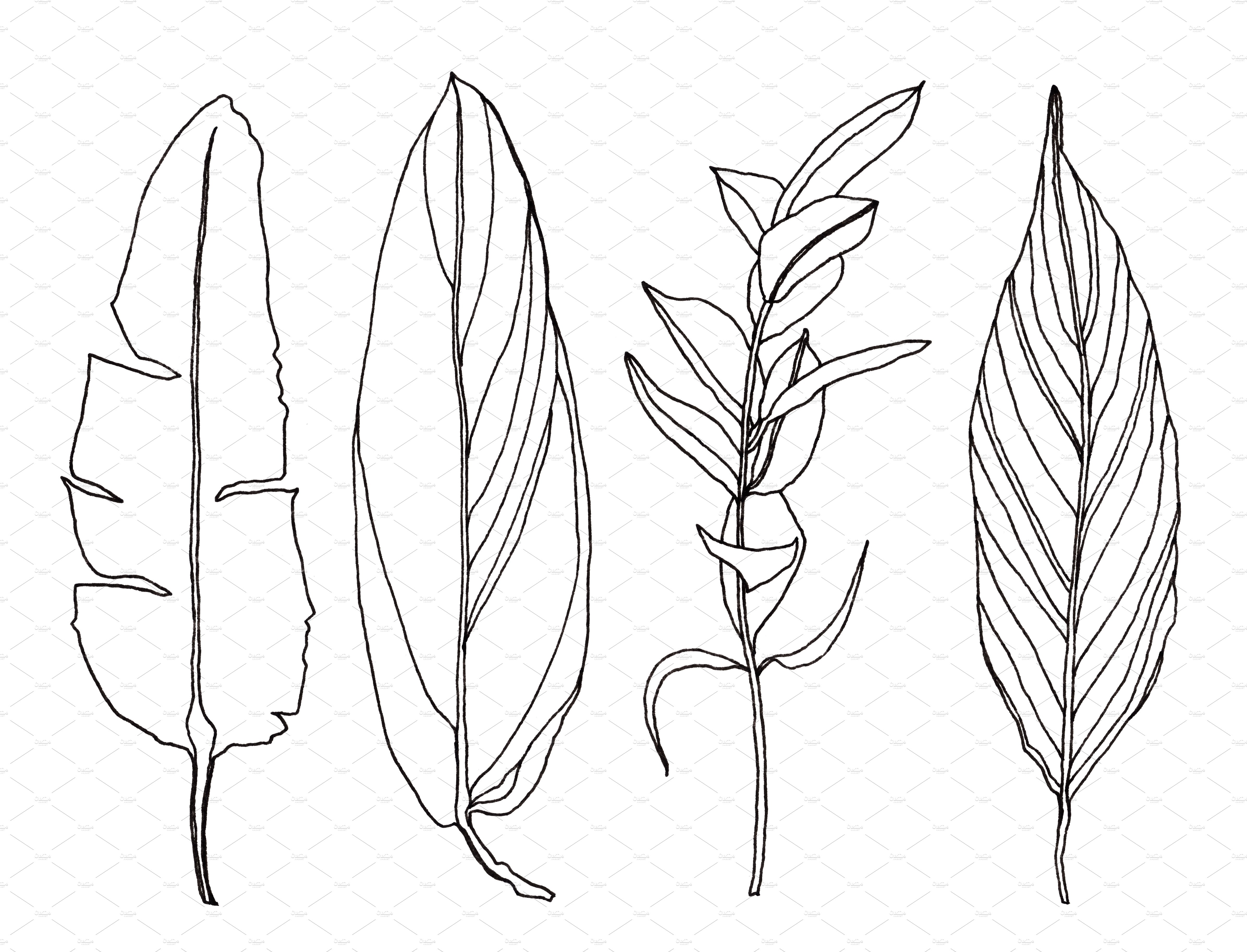 Line drawing of three different types of leaves.