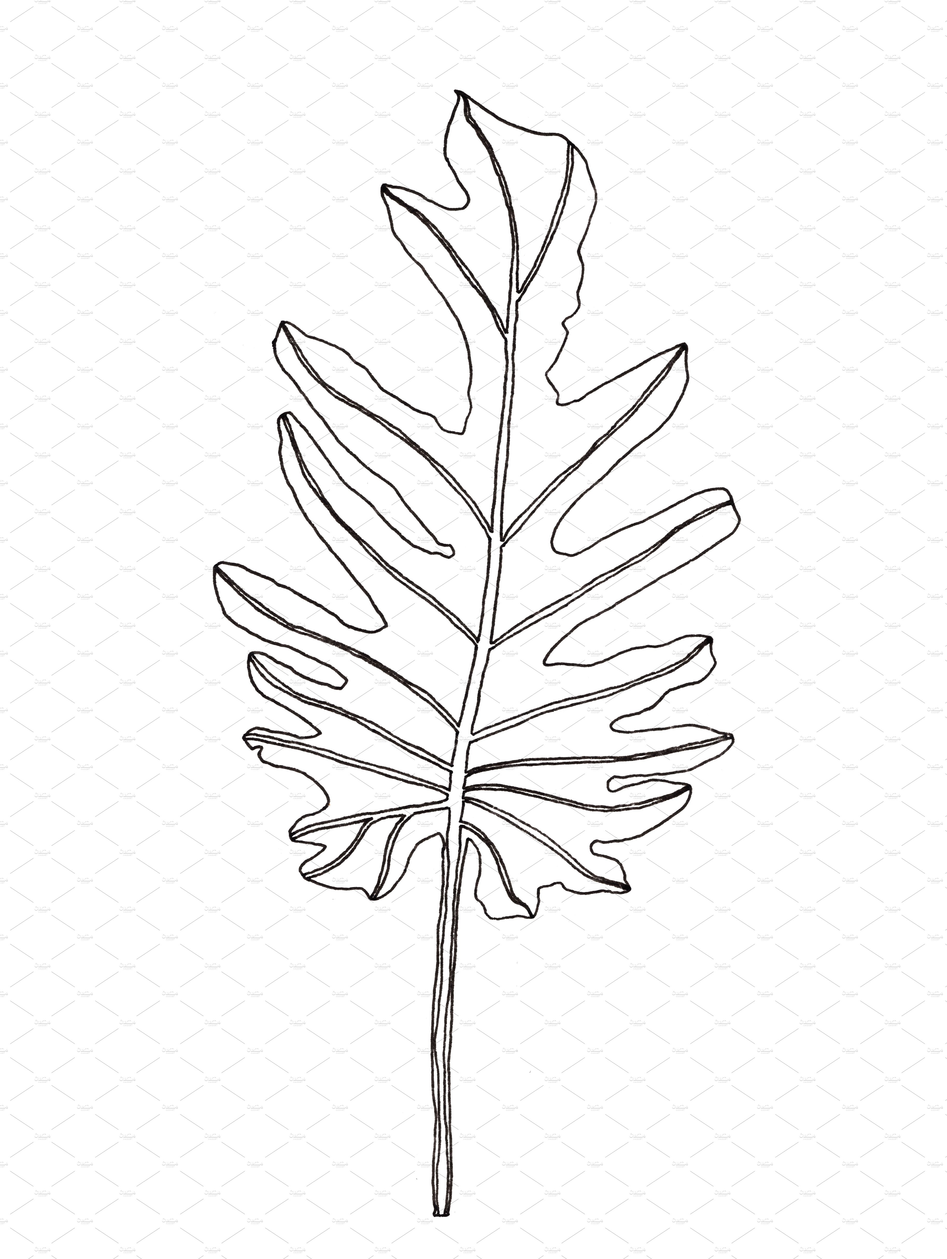 Black and white drawing of a leaf.