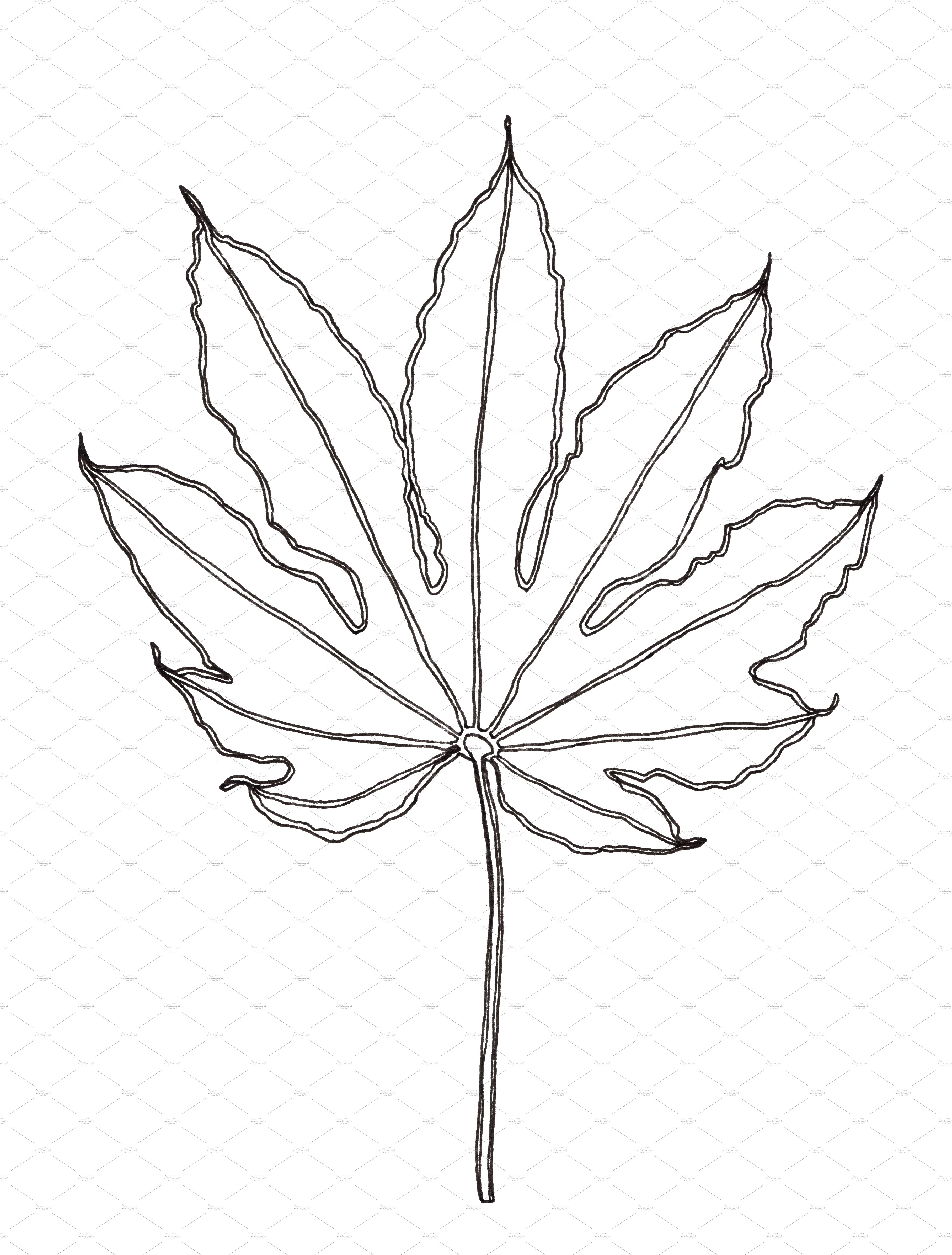 Black and white drawing of a leaf.