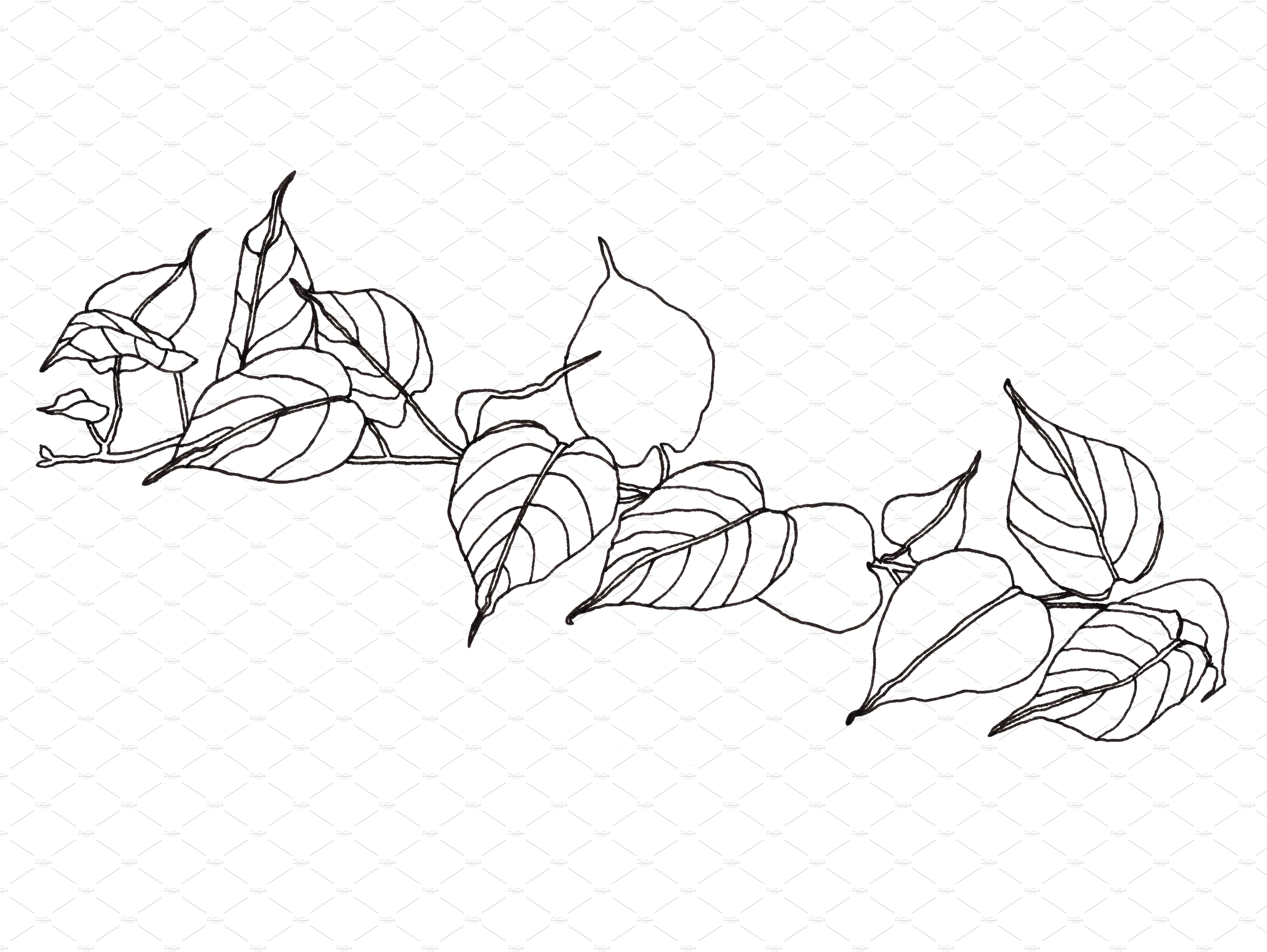 Black and white drawing of a branch with leaves.