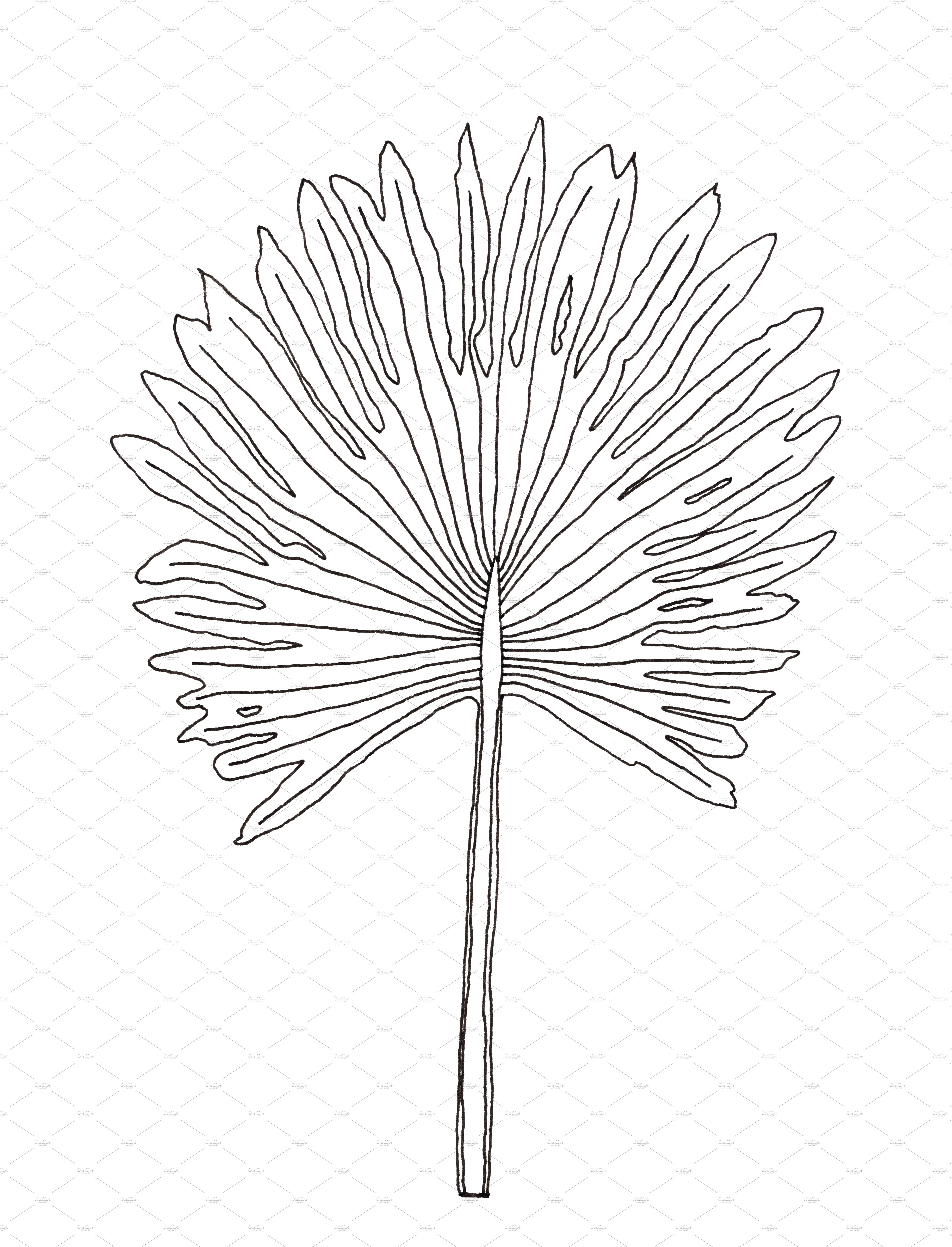 Black and white drawing of a large flower.