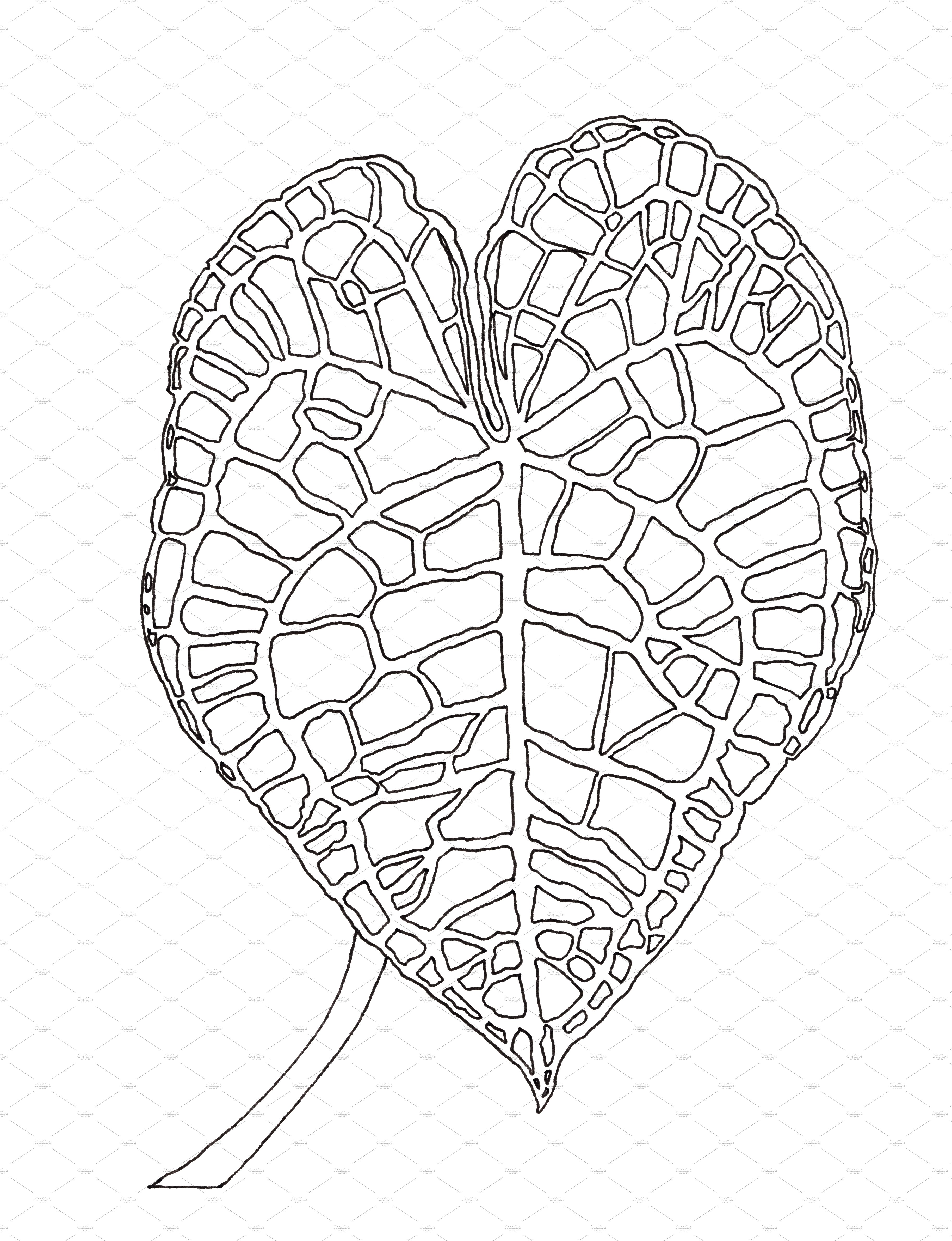 Black and white drawing of a heart shaped plant.