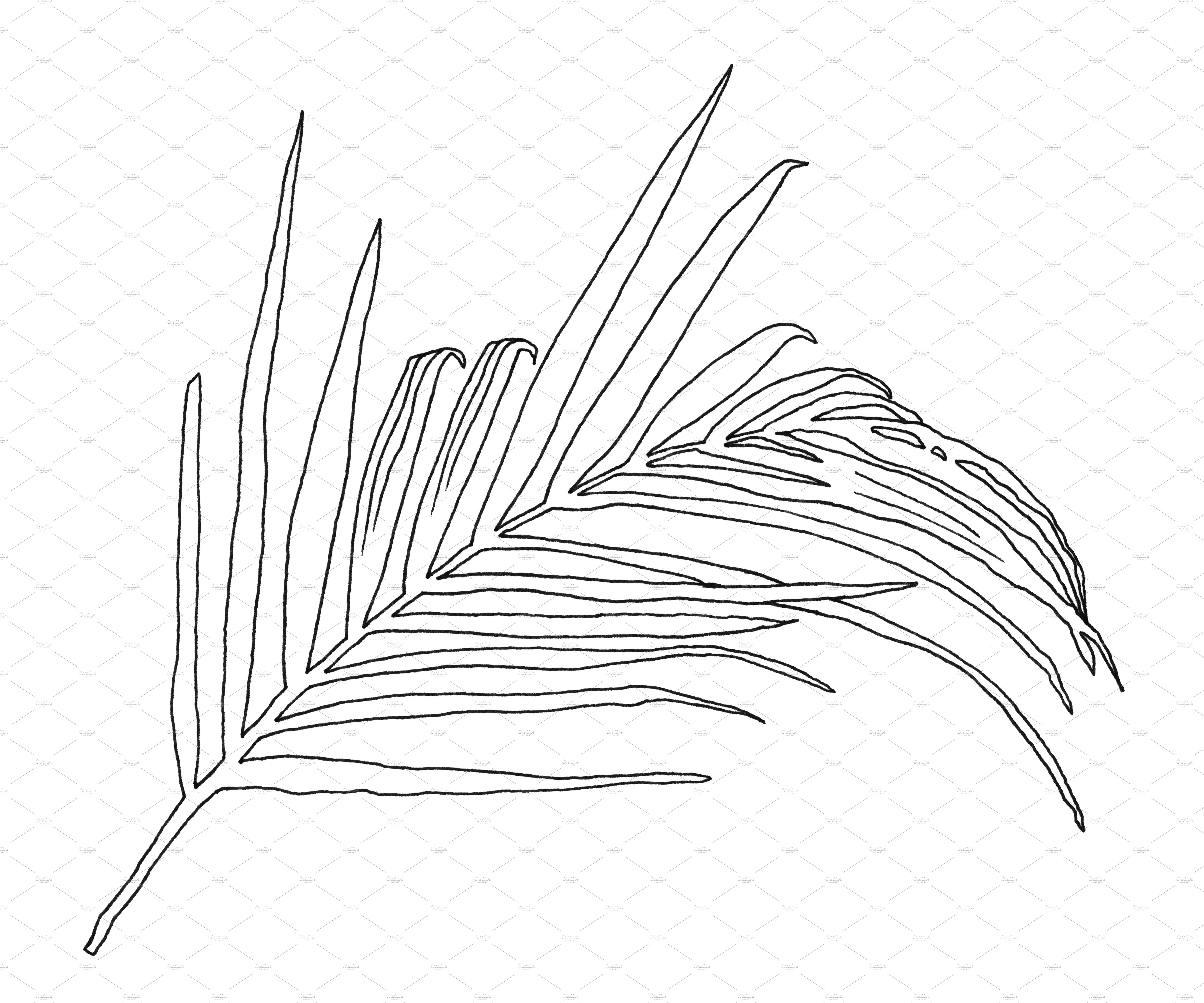 Black and white drawing of a palm leaf.